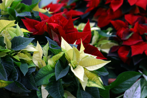 Happy Holidays and Fan Questions-Updated